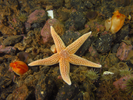 Northern Sea Star - Echinoderms<br>(<i>Asterias rubens</i>)