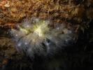 Northern Star Coral - Cnidarians<br>(<i>Astrangia poculata</i>)