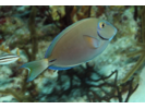 Ocean Surgeonfish - Surgeonfish<br>(<i>Acanthurus tractus</i>)