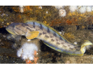 Ocean Pout - Eelpout<br>(<i>Macrozoarces americanus</i>)