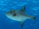 Ocean Triggerfish - Triggerfish<br>(<i>Canthidermis sufflamen</i>)
