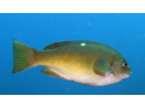 Opaleye - Sea Chub<br>(<i>Girella nigricans</i>)