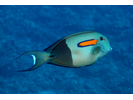 Orangeband Surgeonfish - Surgeonfish<br>(<i>Acanthurus olivaceus</i>)