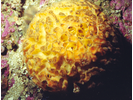 Orange Puffball Sponge - Poriferans<br>(<i>Tethya aurantia</i>)
