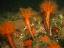 Orange Sea Cucumber - Echinoderms<br>(<i>Cucumaria miniata</i>)