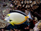 Orangespine Unicornfish - Surgeonfish<br>(<i>Naso lituratus</i>)