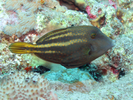 Orangespotted Filefish - Filefish<br>(<i>Cantherhines pullus</i>)