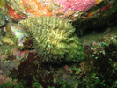 Oregon Triton - Mollusks<br>(<i>Fusitriton oregonensis</i>)