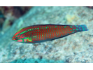 Ornate Wrasse - Wrasse <br>(<i>Halichoeres ornatissimus</i>)