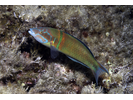 Ornate Wrasse - Wrasse<br>(<i>Thalassoma pavo</i>)