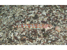 Calico Lizardfish - Lizardfish (<i>Synodus lacertinus</i>)