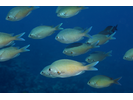 Oval Chromis - Damselfish<br>(<i>Chromis ovalis</i>)
