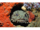 Oyster Toadfish - Toadfish<br>(<i>Opsanus tau</i>)