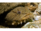 Oyster Toadfish - Toadfish<br>(<i>Opsanus tau</i>)