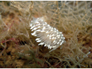 Painted Balloon Aeolis - Mollusks<br>(<i>Eubranchus tricolor</i>)