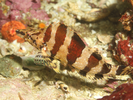 Painted Greenling - Greenling<br>(<i>Oxylebius pictus</i>)