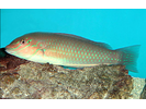 Painted Wrasse - Wrasse (<i>Halichoeres caudalis</i>)