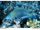 Palenose Parrotfish - Parrotfish<br>(<i>Scarus psittacus</i>)