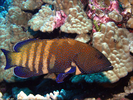 Peacock Grouper - Seabass<br>(<i>Cephalopholis argus</i>)