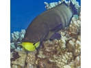 Peacock Grouper - Grouper<br>(<i>Cephalopholis argus</i>)