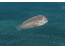 Pearly Razorfish - Wrasse<br>(<i>Xyrichtys novacula</i>)