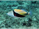 Wedgetail Triggerfish (aka Reef Triggerfish) - Triggerfish<br>(<i>Rhinecanthus rectangulus</i>)