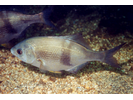 Pile Perch - Surfperch<br>(<i>Rhacochilus vacca</i>)