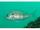 Pinfish - Porgy<br>(<i>Lagodon rhomboides</i>)