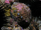 Pink Abalone - Mollusks<br>(<i>Haliotis corrugata</i>)