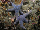 Giant Spined Star - Echinoderms<br>(<i>Pisaster giganteus</i>)