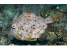 Planehead Filefish - Filefish<br>(<i>Stephanolepis hispidus</i>)
