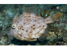 Planehead Filefish - Filefish (<i>Stephanolepis hispida</i>)