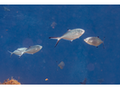 Pompano - Jack<br>(<i>Trachinotus ovatus</i>)