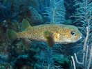 Porcupinefish - Porcupinefish<br>(<i>Diodon hystrix</i>)