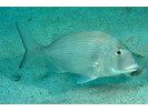 Pacific Porgy - Porgy<br>(<i>Calamus brachysomus</i>)