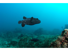 Guineafowl Puffer - Puffer (<i>Arothron meleagris</i>)