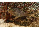 Spotted Sharpnose Puffer - Puffer<br>(<i>Canthigaster punctatissima</i>)