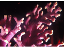 Purple Hydrocoral - Cnidarians<br>(<i>Stylaster califrnicus</i>)