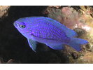 Purple Reeffish - Damselfish<br>(<i>Chromis scotti</i>)