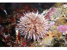 Purple Urchin - Echinoderms<br>(<i>Strongylocentrotus purpuratus</i>)