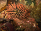 Purple-Spined Sea Urchin - Echinoderms<br>(<i>Arbacia punctulata</i>)