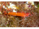 Pygmy Black-faced Triplefin - Triplefin<br>(<i>Tripterygion melanurus</i>)