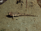 Pygmy Poacher - Poacher<br>(<i>Odontopyxis trispinosa</i>)