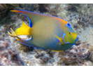 Queen Angelfish - Angelfish<br>(<i>Holacanthus ciliaris</i>)