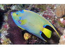Queen Angelfish - Angelfish<br>(<i>Holacanthus ciliaris</i>)