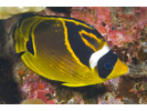 Raccoon Butterflyfish - Butterflyfish<br>(<i>Chaetodon lunula</i>)