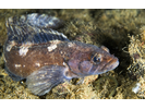 Radiated Shanny - Prickleback<br>(<i>Ulvaria subbifurcata</i>)