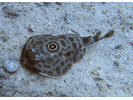 Bullseye Electric Ray - Electric Ray<br>(<i>Diplobatis ommata</i>)