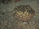 Reef (Concentric) Stingray - Round Stingrays<br>(<i>Urobatis concentricus</i>)
