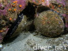 Red Abalone - Mollusks<br>(<i>Haliotis rufescens</i>)